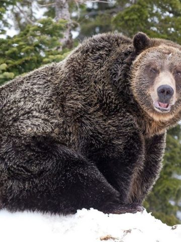grouse mountain bear cam