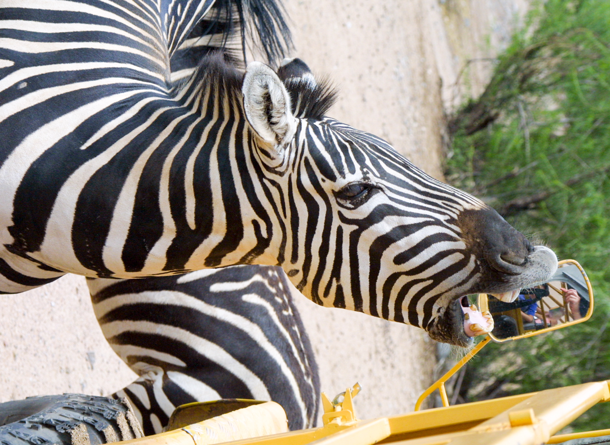 zebra asking for treats at wildlife reserve