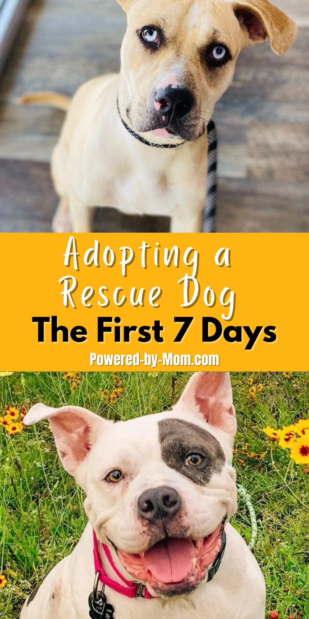 If you are adopting a rescue dog, the first seven days are a crucial time for both you and your dog. It will be a period of adjustment.